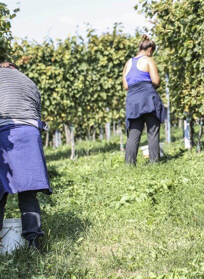 Weinlese | © Weingut Hofer