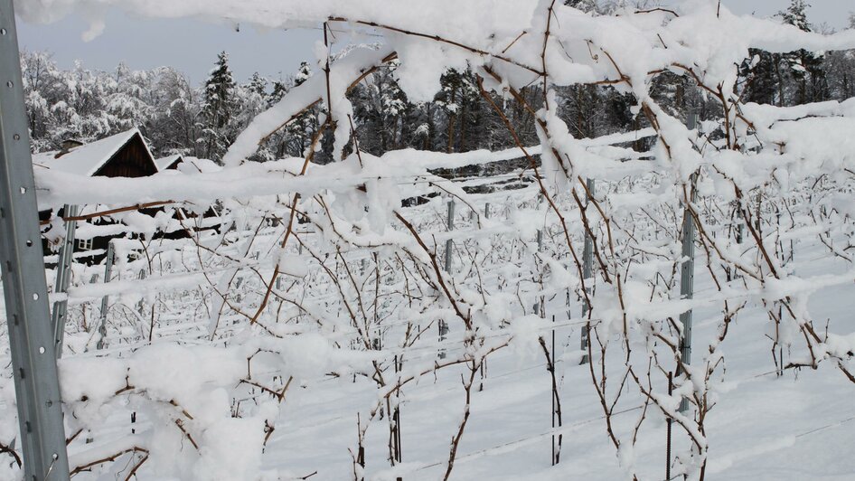 Weingut im Schnee | © Weingut Jauk
