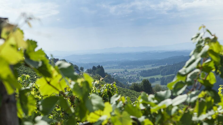 Das Wildbachtal rund ums Weingut Koller | © Fam. Koller
