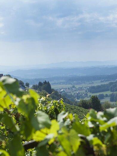 Das Wildbachtal rund ums Weingut Koller | © Fam. Koller | © Fam. Koller