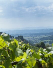 Das Wildbachtal rund ums Weingut Koller | © Fam. Koller | © Fam. Koller