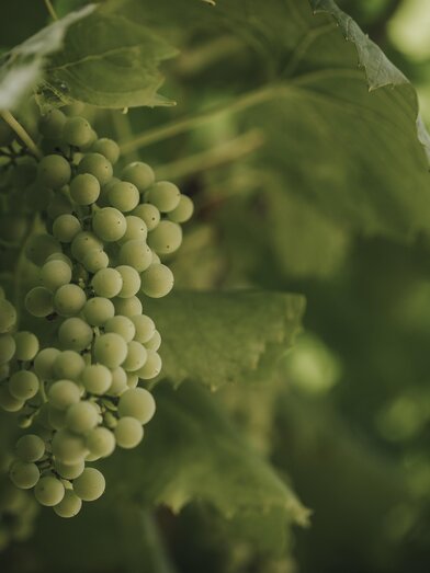 Weinrebe | © Schilcherland Steiermark | © Schilcherland Steiermark