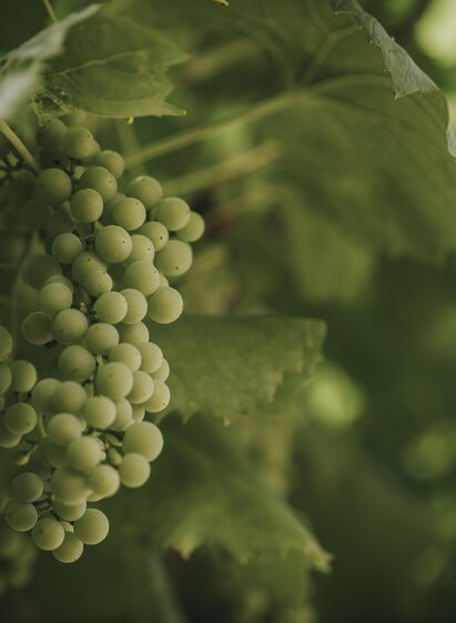 Weinrebe | © Schilcherland Steiermark | © Schilcherland Steiermark
