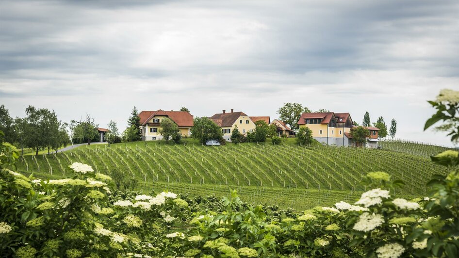 Weinhof umgeben von Weingärten | © Weinhof Reichmann, Werner Krug