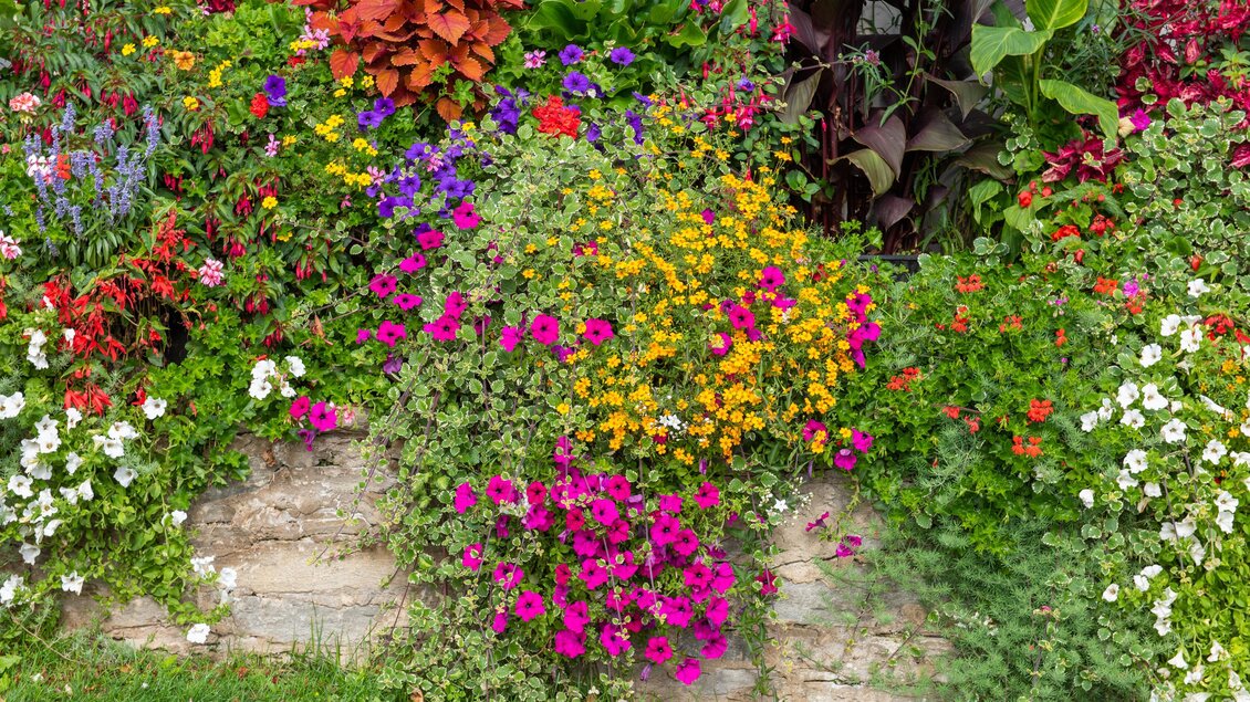 Ein bunter Blumenbeet mit verschiedenen Blumen in lila, orange und weißen Farben. Grüne Pflanzen umgeben das Beet und verleihen dem Garten Leben. | © Helmut Schweighofer