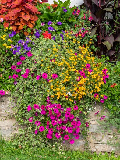 Ein bunter Blumenbeet mit verschiedenen Blumen in lila, orange und weißen Farben. Grüne Pflanzen umgeben das Beet und verleihen dem Garten Leben. | © Helmut Schweighofer
