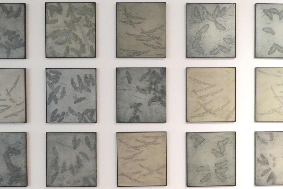 Gerahmte Arbeiten von Nikolaus Lapuch in der Ausstellung „Die Natur im Kleinen“ im Kunsthaus Köflach. | © Nikolaus Lapuch