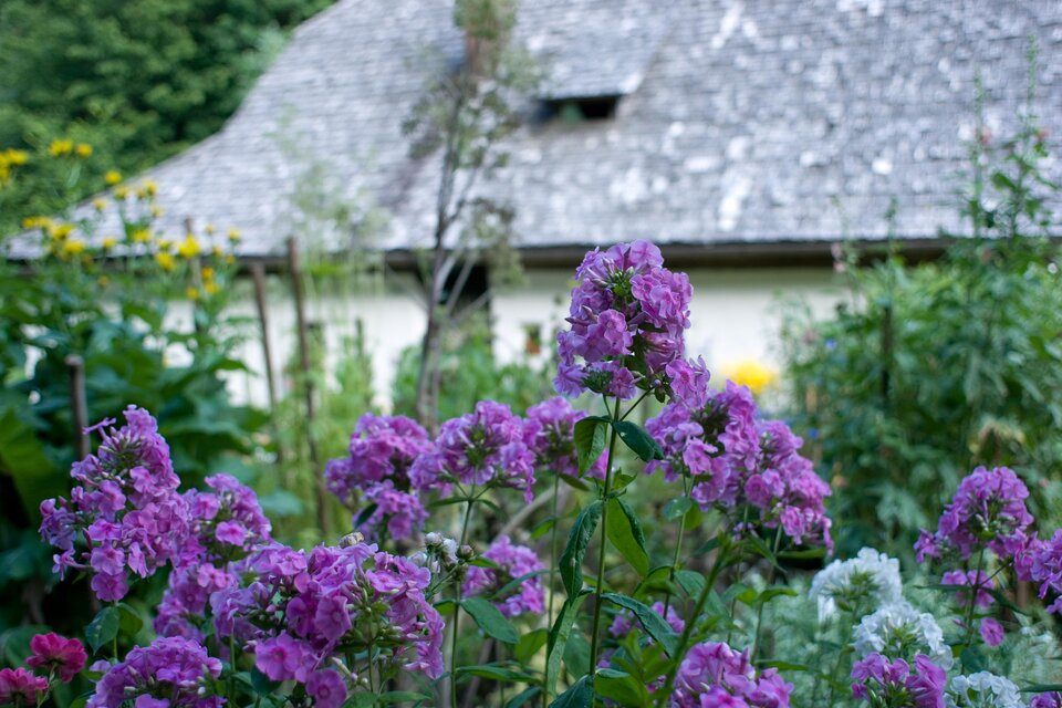 Blühender Bauerngarten mit lila und weißen Blumen vor historischem Bauernhaus im Freilichtmuseum Stübing. | © Region Graz-Hans Wiesenhofer