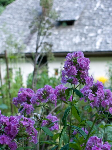 Blumen im bäuerlichen Kräutergarten | © Region Graz-Hans Wiesenhofer | © Region Graz-Hans Wiesenhofer