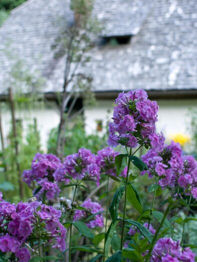 Blühender Bauerngarten mit lila und weißen Blumen vor historischem Bauernhaus im Freilichtmuseum Stübing. | © Region Graz-Hans Wiesenhofer