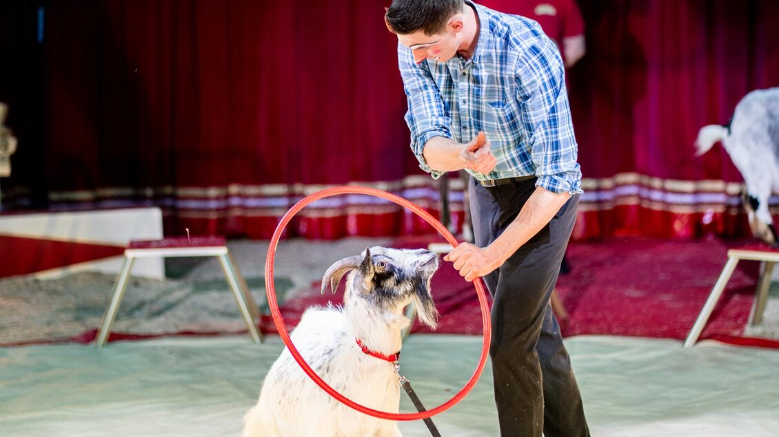 Ein Zirkustrainer zeigt einem Hund, wie er durch einen Reifen springt. Die Atmosphäre ist festlich mit rotem Hintergrund. | © Circus Aros