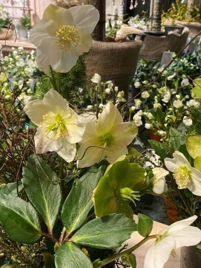 A beautiful selection of white and green flowers in a floral arrangement. The plants are vibrant and give the room a fresh atmosphere. | © Blumenhof Bender