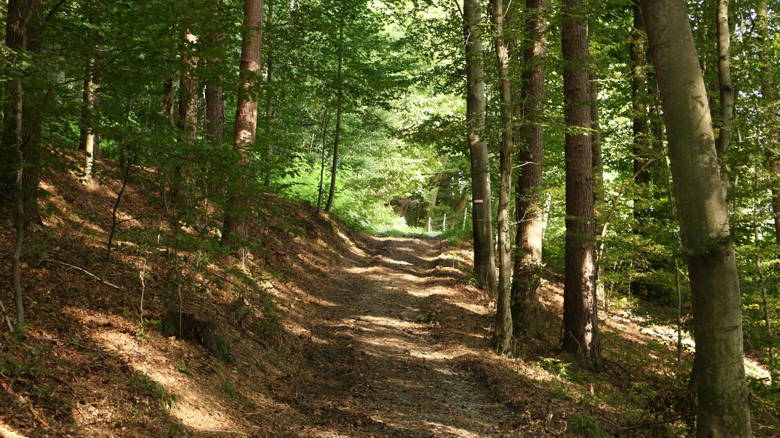 Naturwanderweg durch dichten Mischwald im Kaiserwald bei Premstätten. | © WEGES