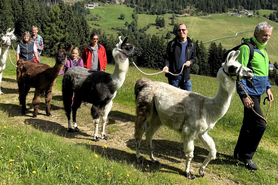 Eine Gruppe von Menschen wandert mit Lamas auf einem grünen Hügel. Die Landschaft ist idyllisch mit Bäumen und Wiesen im Hintergrund. | © Lamatouren-Gigleitner