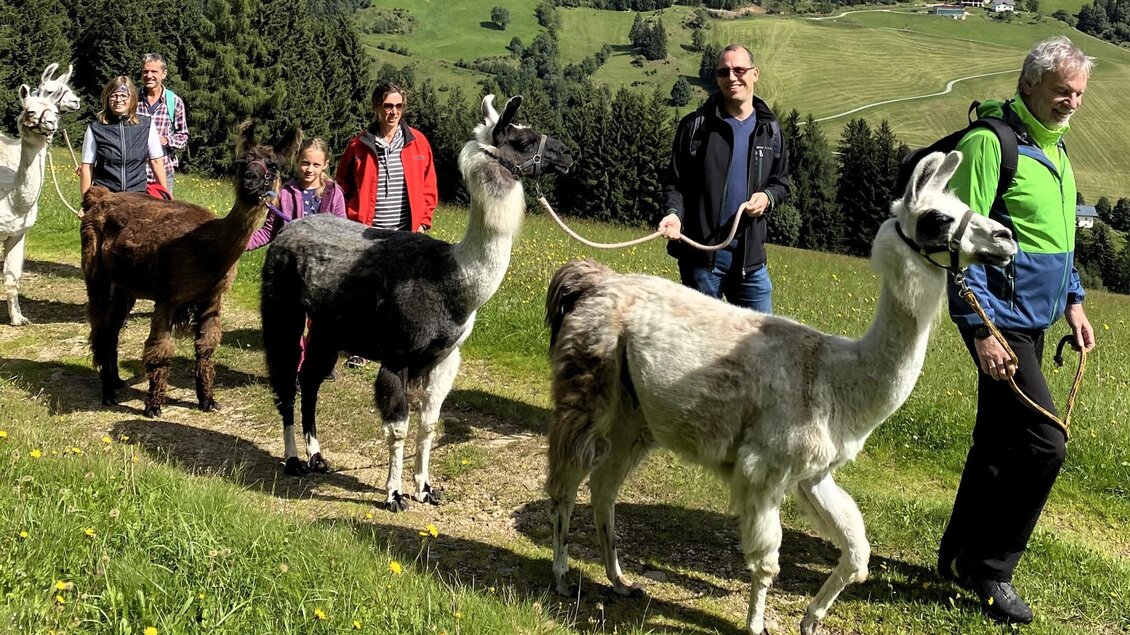 Eine Gruppe von Menschen wandert mit Lamas auf einem grünen Hügel. Die Landschaft ist idyllisch mit Bäumen und Wiesen im Hintergrund. | © Lamatouren-Gigleitner