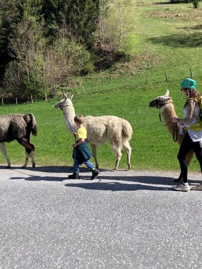 Eine Gruppe von Lamas wird von Menschen auf einem Weg begleitet. Im Hintergrund sieht man eine grüne Landschaft mit Bäumen. | © Lama-Touren auf der Alm-Gigleitner-Orso