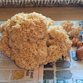 Große Krause Glucke und Röhrlinge auf Zeitung bei Pilz-Workshop. | © Payandeh