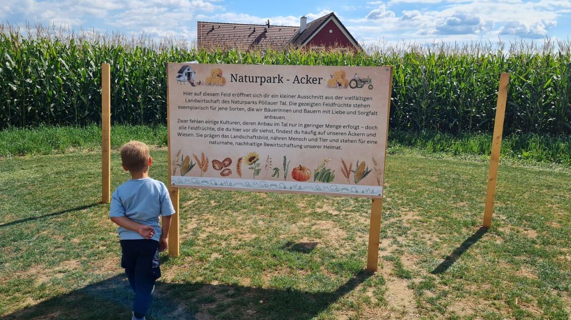 Ein Junge steht vor einem Informationsschild im Naturpark Acker. Im Hintergrund sind hohe Maispflanzen und ein rotes Gebäude zu sehen. | © Rohrhofer