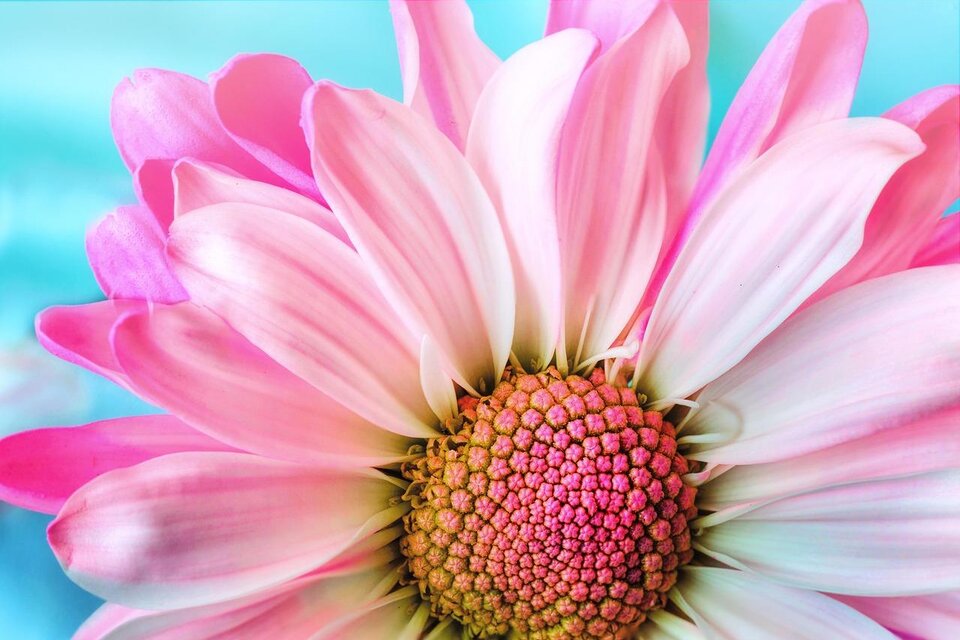 Das Bild zeigt eine rosa Blume in Nahaufnahme | © pixabay.com