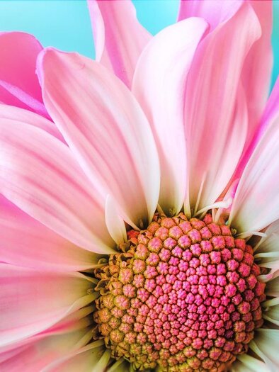 Das Bild zeigt eine rosa Blume in Nahaufnahme | © pixabay.com