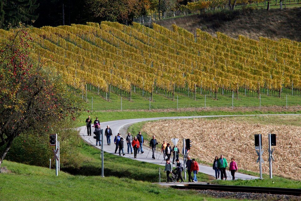 Eine Gruppe von Menschen wandert entlang eines Weges zwischen Weinbergen. Die Landschaft zeigt herbstliche Farben und eine ruhige Atmosphäre. | © Gerald Hirt