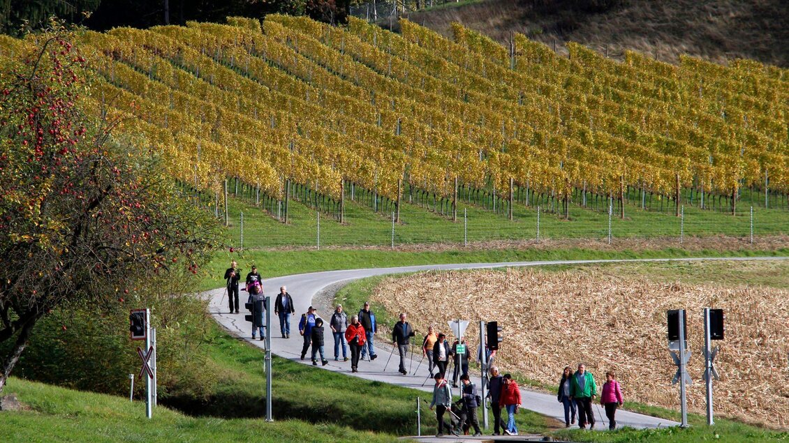 Eine Gruppe von Menschen wandert entlang eines Weges zwischen Weinbergen. Die Landschaft zeigt herbstliche Farben und eine ruhige Atmosphäre. | © Gerald Hirt