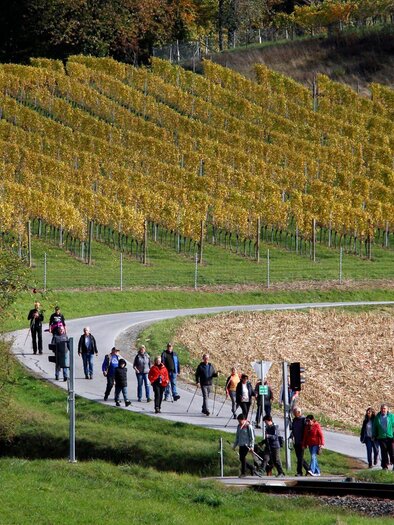 Eine Gruppe von Menschen wandert entlang eines Weges zwischen Weinbergen. Die Landschaft zeigt herbstliche Farben und eine ruhige Atmosphäre. | © Gerald Hirt