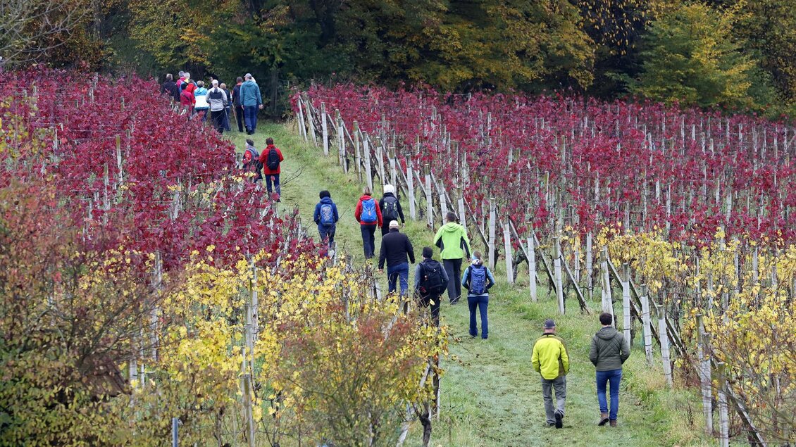 Eine Gruppe von Menschen wandert durch einen Weinberg mit bunten herbstlichen Farben. Die Weinreben sind in kräftigen Rottönen und Gelbtönen zu sehen. | © Manuela Schweinzer-Riegler