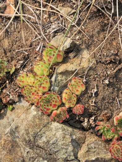 Wild-growing population of the rare serpent houseleek on rocky ground in rock gardens. | © GÖK LG Stmk