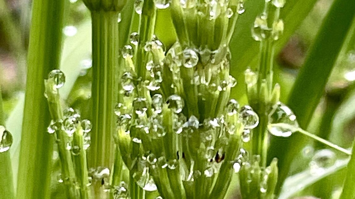 Grüne Pflanzenstängel mit vielen Wassertröpfchen. Die Szene vermittelt ein frisches und lebendiges Gefühl. | © Mike Shane
