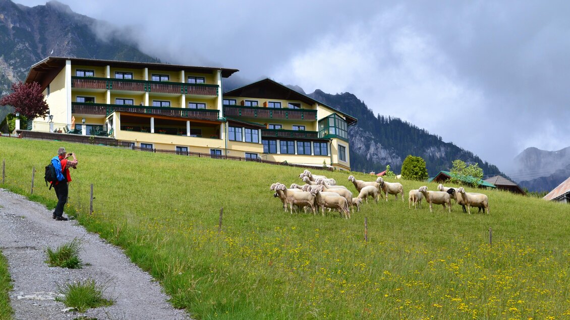 Ein Wanderer steht auf einem Weg und beobachtet eine Gruppe von Schafen auf einer grünen Wiese. Im Hintergrund ist ein modernes Gebäude und Berge in der Ferne zu sehen. | © Hotel Martin