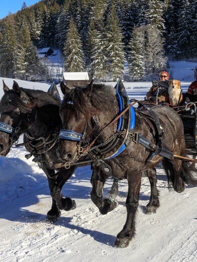 Pferdeschlittenfahrt Angererhof | © Martin Huber