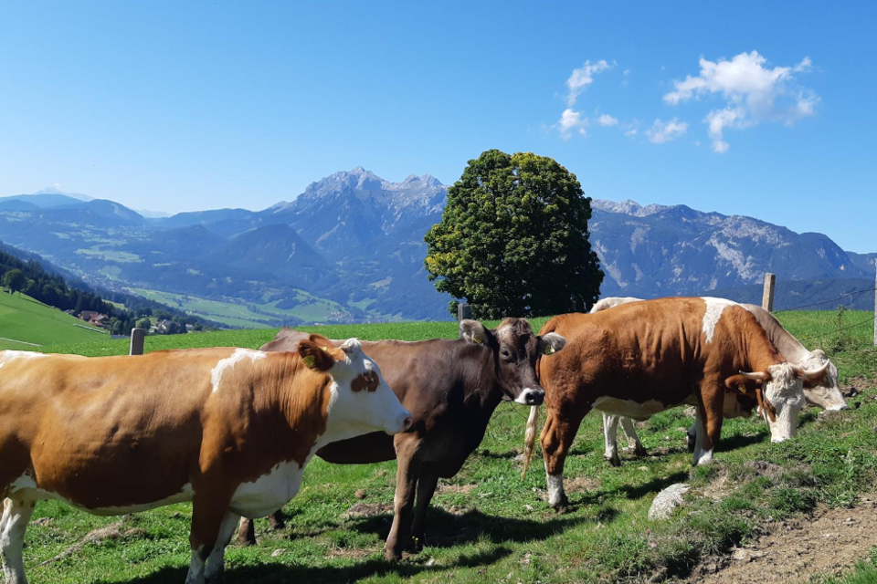 Organic products from Hirzhof - Impression #1 | © Hirzhof