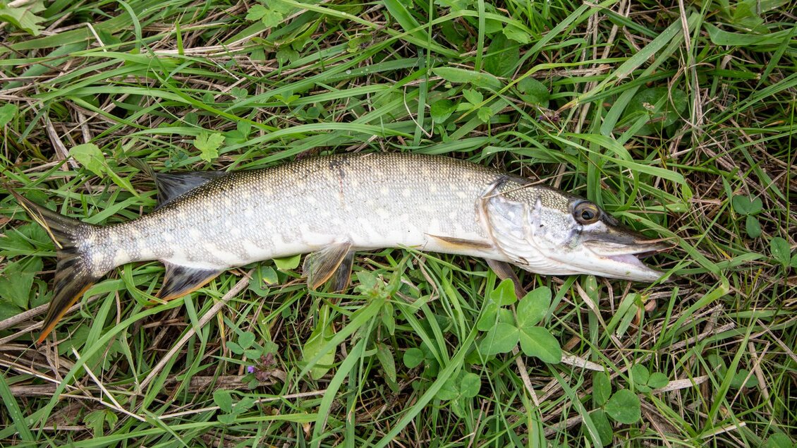 Fisch | © Fischereiverein Irdning