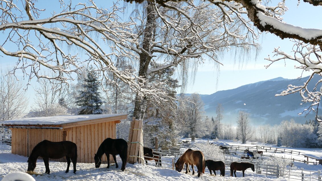 Pferde im Winter | © Huzulengestüt - Irene Zimmermann