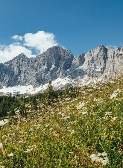 Blick auf das Dachsteinmassiv | © Christine Höflehner