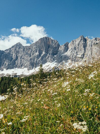 A green meadow with colorful flowers in the foreground. In the background, majestic mountains rise under a clear blue sky. | © Christine Höflehner