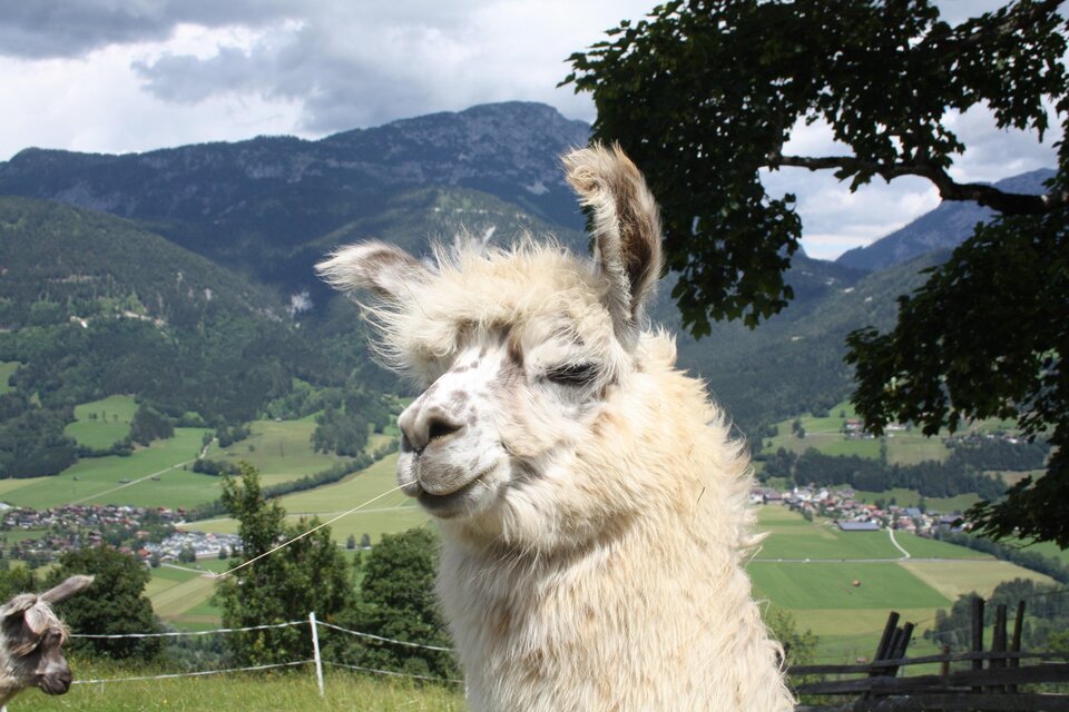 Llama and alpaca encounters at Klausnerhof - Impression #1 | © Klausnerhof