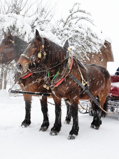 Pferdekutsche im Schnee | Christian Stemper | © Peterbauerhof