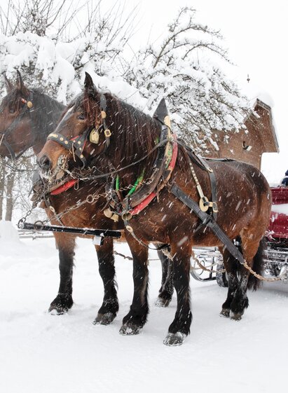 Pferdekutsche im Schnee | Christian Stemper | © Peterbauerhof