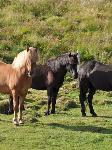 Three horses are grazing in a green meadow. One is light brown, the other two are black. | © Symbolfoto Pixabay | Ronile