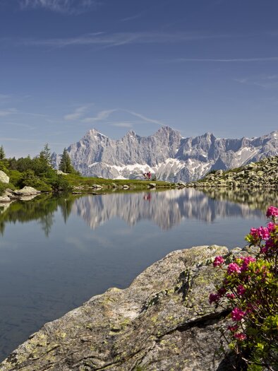 An idyllic mountain landscape with a clear lake and blooming rhododendrons in the foreground. In the background, majestic mountain peaks rise under a blue sky. | © Herbert Raffalt