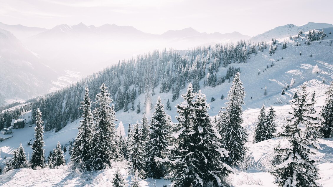 Bäume | © Armin Walcher