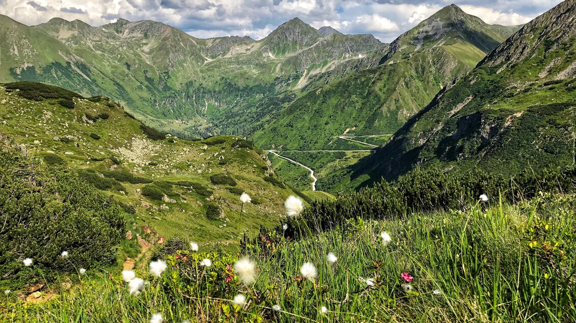Eine malerische Berglandschaft mit grünen Wiesen und blühenden Pflanzen. Im Hintergrund sind majestätische Berge und ein klarer Himmel zu sehen.