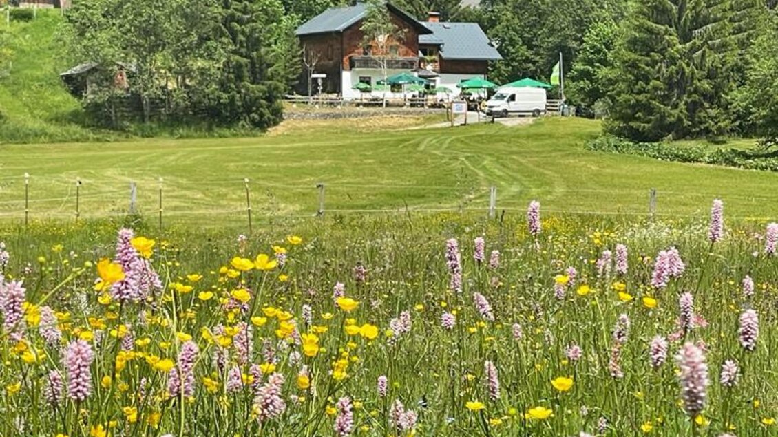 Wiese | © Spechtenseehütte