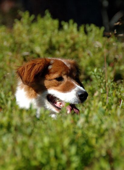 Hund | © TVB Haus-Aich-Gössenberg