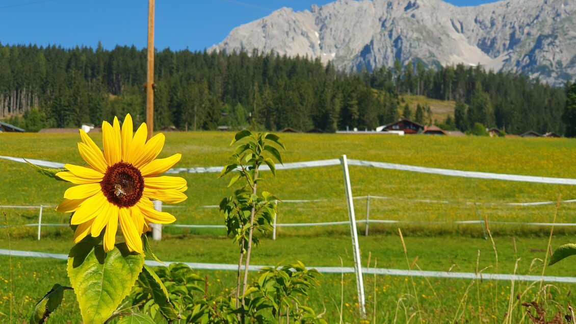 Eine sonnige Sonnenblume und eine grüne Wiese im Vordergrund. Im Hintergrund sind hohe Berge und ein klarer blauer Himmel zu sehen. | © Verena Novak