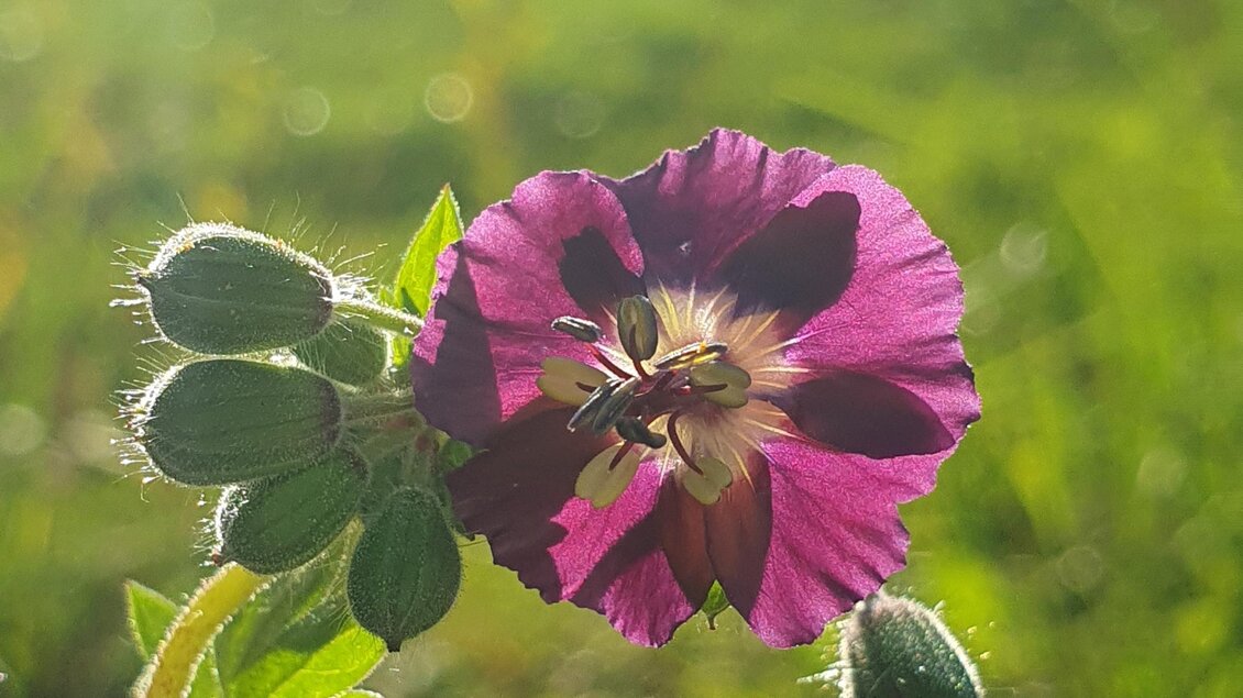 Eine lila Blume mit grünen Knospen vor einem verschwommenen Hintergrund. Das Sonnenlicht strahlt sanft auf die Blüte. | © Verena Novak