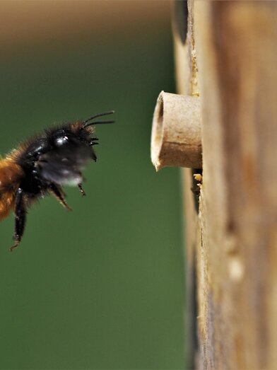 Eine Biene fliegt auf ein kleines Loch in einem Holzblock zu. Der Hintergrund ist unscharf und grün.
