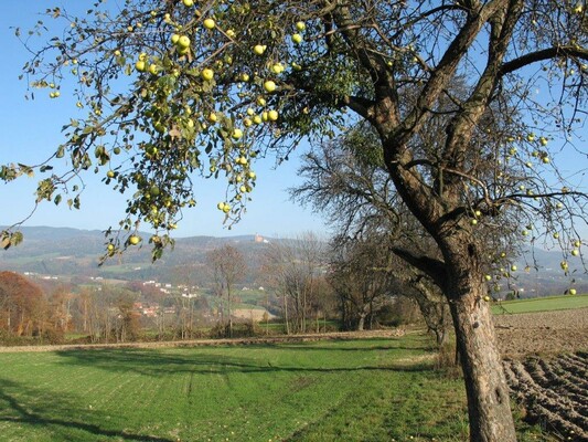 Birnbaum mit Pöllauberg